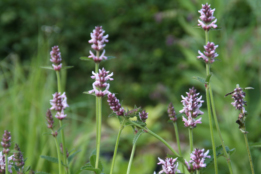 Stachys officinalis 'Rosea'Betonie bestellen